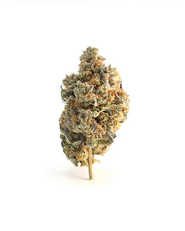Buy Master Kush