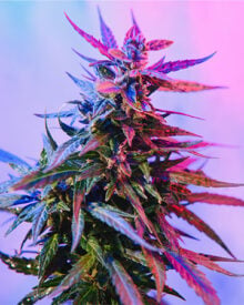 Buy Granddaddy Purple Feminized Cannabis Seeds