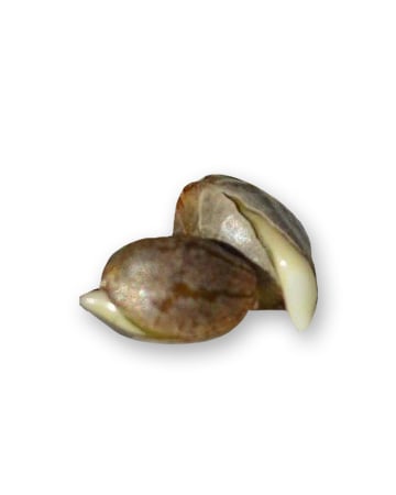 grow-cannabis-with-best-yield-results-Kosher-Kush-Feminized-Cannabis-Seeds