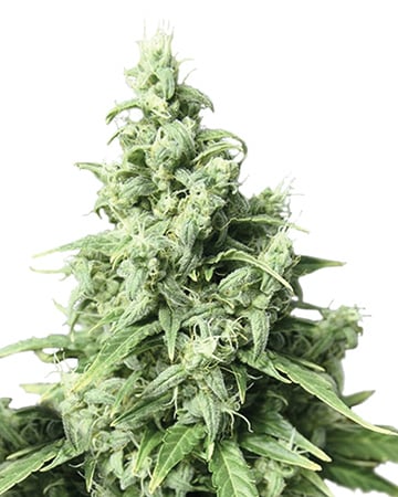 Buy Obama Kush