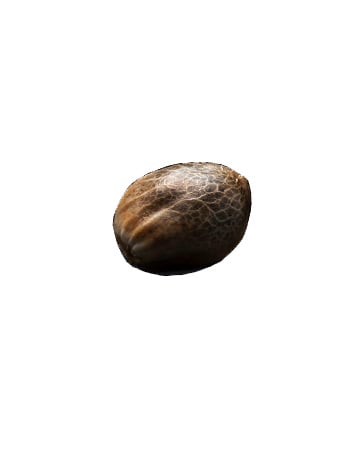 deliver Pez Feminized Cannabis Seeds