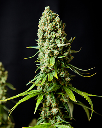 Buy Chocolope Seeds
