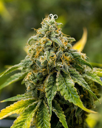 Buy Super Lemon Haze
