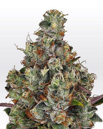 Buy High THC Combo Pack