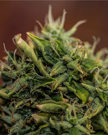 Buy Sour OG