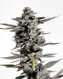 Buy Banana OG Seeds