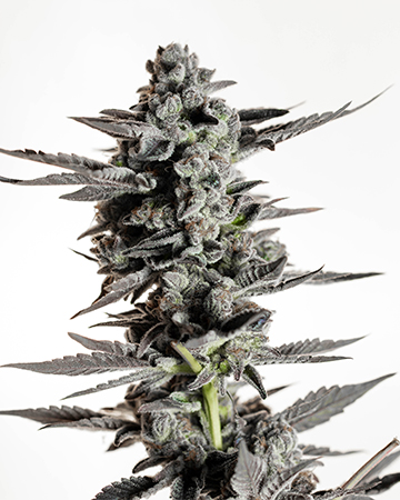 Shop Premium Banana OG Cannabis Seeds
