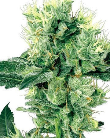 Buy Ingrid Seeds