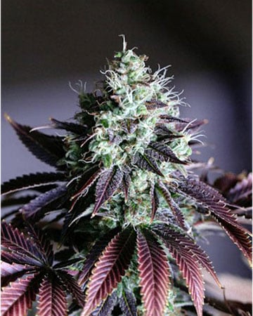 Buy Kosher Kush