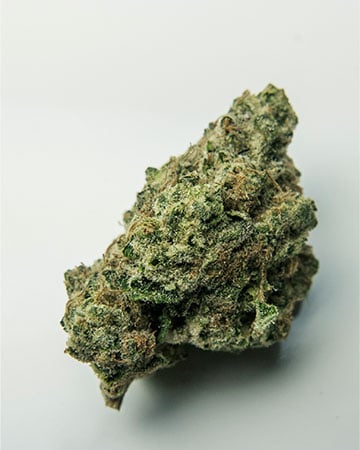 Buy Ingrid Seeds