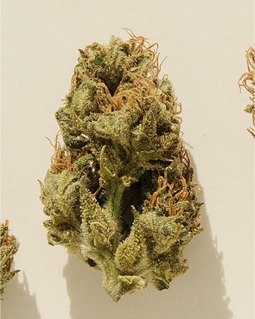 Buy Pez Strain