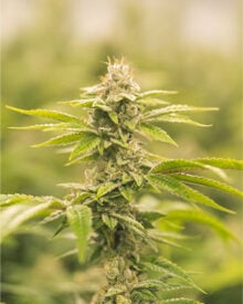 Buy Ingrid Seeds