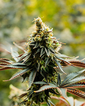 Buy Kosher Kush