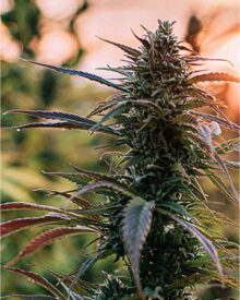 Buy Presidential OG