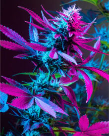 Buy Purple Urkle