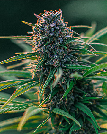 Buy Skunk Seeds Feminized