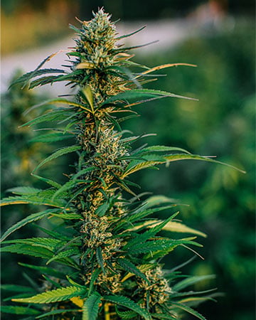 skunk seeds feminized
