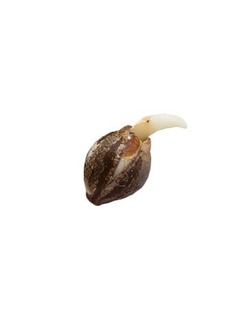 grow-cannabis-with-best-yield-results-Juicy-Fruit-Feminized-Cannabis-Seeds[1]