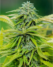Buy Pineapple Chunk