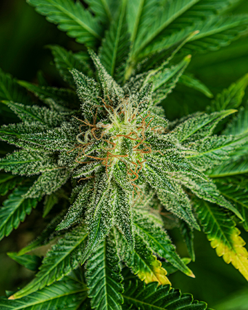 Buy $100 OG Seeds
