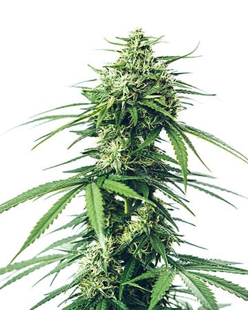 buy premium quality seeds white rhino