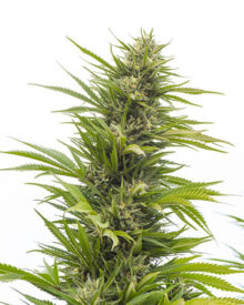 Buy G13 Cannabis