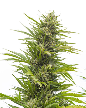 Buy G13 Cannabis