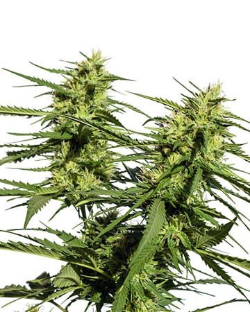 Buy God's Gift Feminized Cannabis Seeds