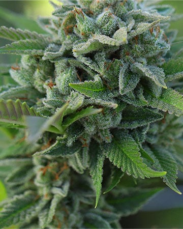 Buy Lemon Kush