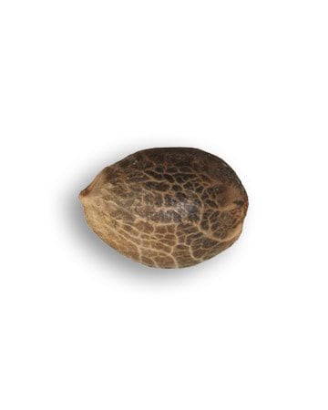 Buy Lemon Kush