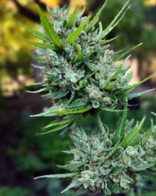 Buy Lemon Kush