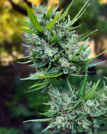 Buy Lemon Kush