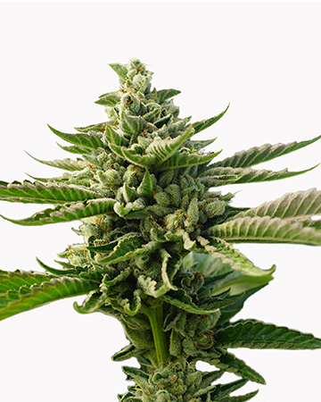 Buy Durban Poison Auto