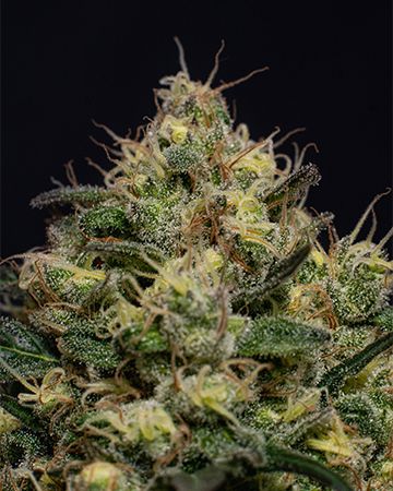 Buy Blackberry Kush