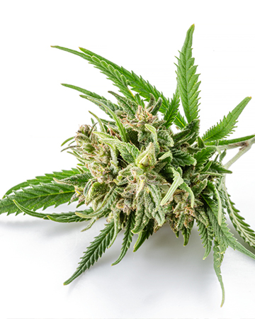 Buy Durban Poison Auto