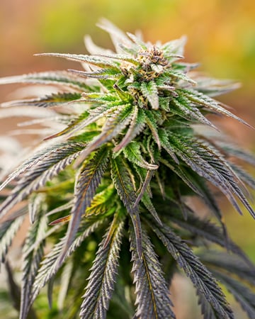 Get-Lemon-Skunk-Autoflowering-Seeds-Bud