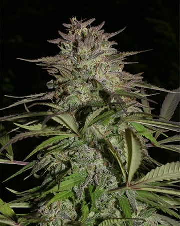 Buy Blue Cheese Cannabis Seeds