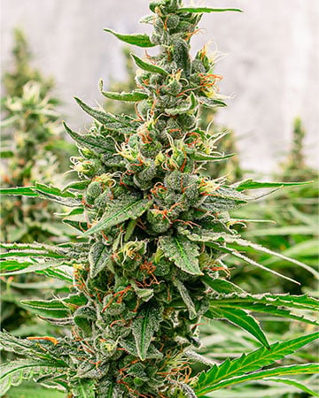 Buy Snowcap