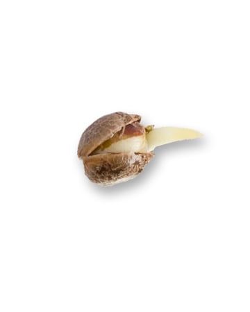 Buy Dirty Girl