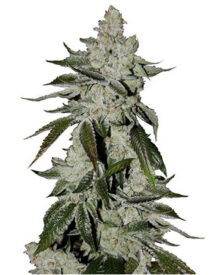 Buy Tahoe OG Seeds