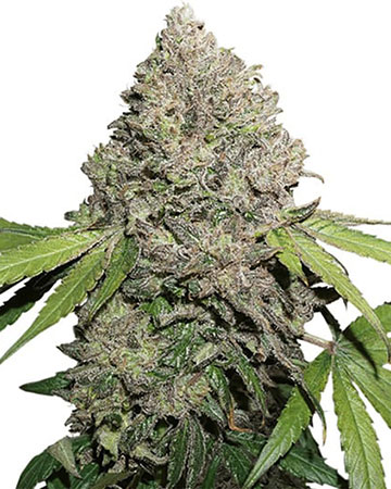 get-best-Feminized-marijuana-seeds-XJ-13