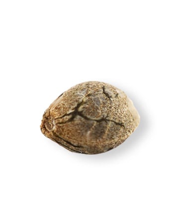 XJ-13 Feminized Cannabis Seed