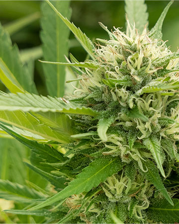 Buy Ghost Train Haze