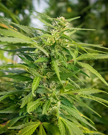 Buy Ghost Train Haze