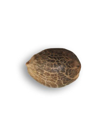 grow-cannabis-with-best-yield-results-Island-Sweet-Skunk-Feminized-Cannabis-Seeds