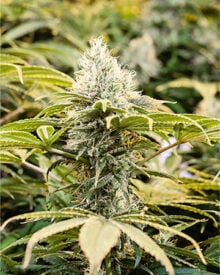 Buy Island Sweet Skunk