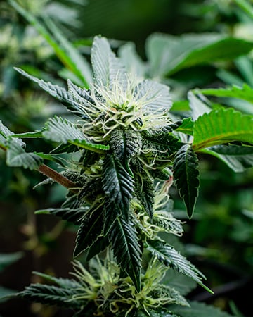 Buy Cherry Kush