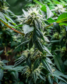 Buy Cherry Kush