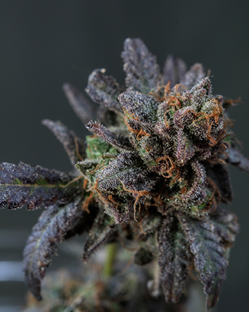 Buy Cotton Candy Kush Auto