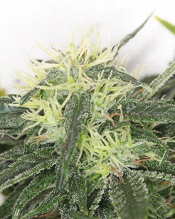 hindu skunk